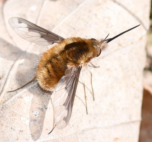 Bombylius major
